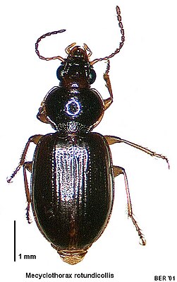 Mecyclothorax rotundicollis