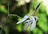 Moringa oleifera flower edit.jpg