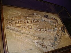 MNHN AC 9648, el segon crani i holotip de M. hoffmannii, que va ser sobrenomenat el «gran animal de Maastricht»
