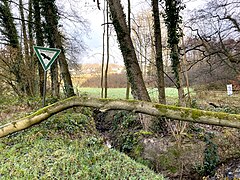 Totholz am Neuenkamper Bach – hinten NSG Balkener Feld