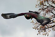 Kererū by southstar