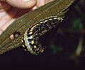 Nyssodesmus python