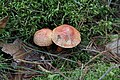 Pilze 03 im Wald (Rotschuppiger Raukopf (Cortinarius bolaris))