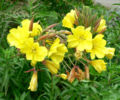 Oenothera elata