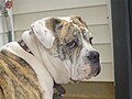 Olde English Bulldogge