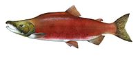 Мушки одрасли црвени лосос у фази мрешћења