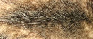 Opossum fur is quite soft, and was once commonly used in the bathtub as a sponge.