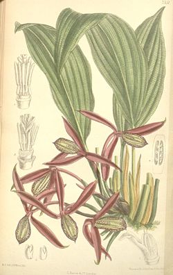 Malesianorkidio (Orchidantha maxillarioides)