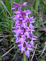 Orchis mascula Inflorescence