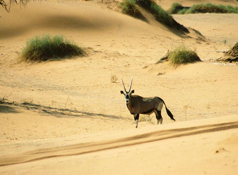 Ficheiro:Oryx Gazella Namib Desert.jpg