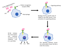 Innate immune response to a gram-negative bacteria invasion PAMPs and PRRs in the Innate Immune System.png