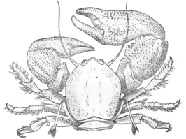 Pachycheles stevensii