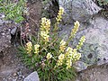 Pedicularis contorta Second Burroughs (371850861).jpg