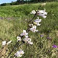 Flowers of Penstemon laxiflorus