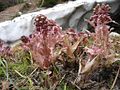 Petasites paradoxus