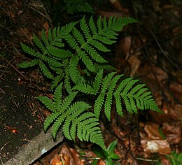 Plaukuotasis papartuolis (Phegopteris connectilis)