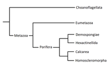 Phylogénie Porifera.png