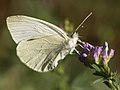 Pieris ergane