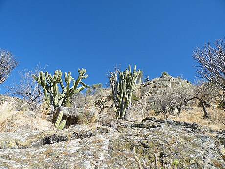 Limestone habitat in Oaxaca