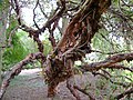 Polylepis australis trunk