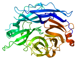 Protein NEU2 PDB 1snt.png