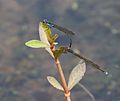 Mating pair