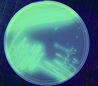 Pseudomonas putida on King's B agar under UV light