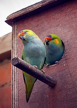 Purple-crowned lorikeet