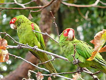 Paro de Ruĝvizaĝaj aratingoj (Psittacara erythrogenys) sur arba branĉo en Sanfrancisko, Kalifornio, Usono