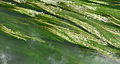 Ranunculus aquatilis (vallée du Rhin)