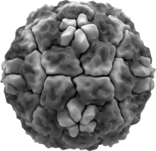 Isosurface lidského rhinoviru, ukazující proteinové hroty