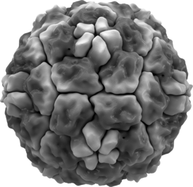 Молекулярная поверхность одного из риновирусов человека