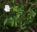 Kleinblütige Rose (Rosa micrantha)