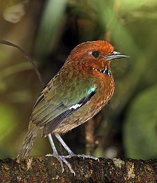 Rufous-headed ground-roller (Atelornis crossleyi)