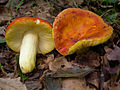 Russula aurea