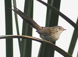 Принія рудогуза (Laticilla burnesii)