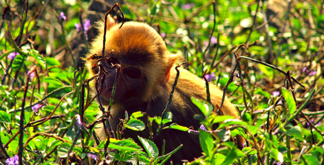 Shy monkey at Cayo Santiago, Puerto Rico