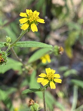 Сигезбекия восточная (Sigesbeckia orientalis)