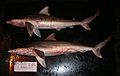 Smalltail shark (Carcharhinus porosus)