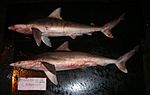 Miniatura para Carcharhinus porosus