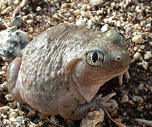 Western Spadefoot Toad, Spea hammondii
