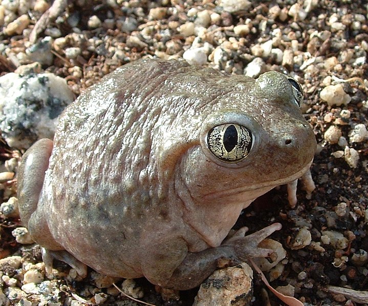 Western Spade-foot Toad 