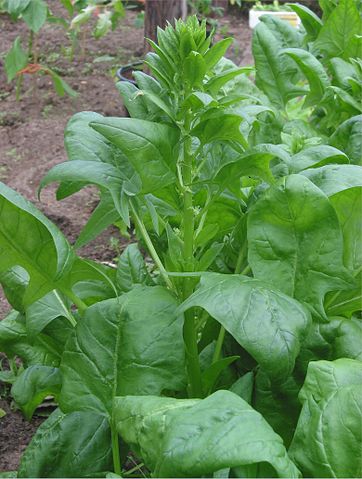 Female spinach plant. By Rasbak (Own work) [GFDL (http://www.gnu.org/copyleft/fdl.html) or CC-BY-SA-3.0-2.5-2.0-1.0 (http://creativecommons.org/licenses/by-sa/3.0)], via Wikimedia Commons