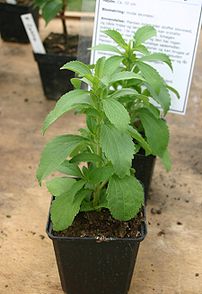 Stevia rebaudiana, cultivated under glass in D...