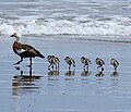 Fêmea com seis filhotes em Opunake Beach, Nova Zelândia