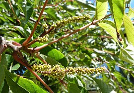 ĉinia tapiscio (Tapiscia sinensis)