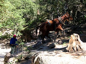 Cheval mis au travail de débardage par un Tarahumara