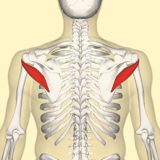 Teres minor muscle back3