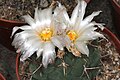 Thelocactus hexaedrophorus ssp. lloydii