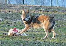 A German wolf in Tierpark Sababurg in Reinhardswald (Hesse)